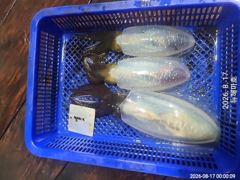해마호 야간무늬오징어 팁런조황 굿! 사진