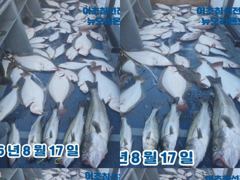 <뉴오리온호. 생미끼 -민어/농어/광어/낚시 ~마무리조황 (17일) 사진