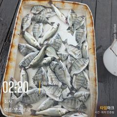 [고성] 병산 감성돔마리수 농어 마리수 선외기흘림조황~~ 사진