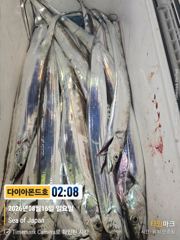 준내만갈치! 바글바글호조황! 화욜부터출항! 전화주세요~ 사진