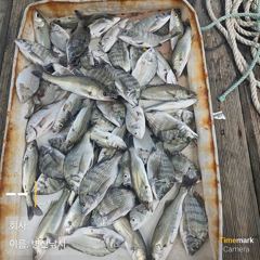 [고성] 병산 8/18감성돔 농어 마리수 선외기 흘림조황~~ 사진