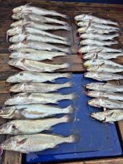 조황정보 - 8,16 격포새천년호 민어 마릿수 좋아지네요ㆍ - 격포 새만금낚시,배낚시,선상낚시 사진