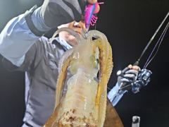 [통영] 무늬/팁런,,오늘 출항확정 예약가능,, 사진