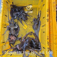 암초 포인트 문어 씨알 마릿수! 사진