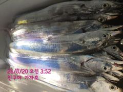 오늘도 대갈치들이 퍽퍽퍽 합니다. 예약문의010-7443-7990 사진