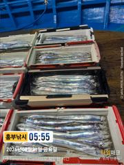 흥부낚시)3지 4지급들 계속 올라와요 일욜부터 자리는 여유 사진