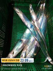 20일 왕갈치 크크 많네 ~~ 오늘도 내일도 자리여유 사진