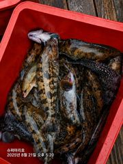 락피숴 오후 조황 사진