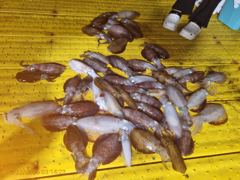 무늬 5분 (60수 정도) 사진