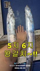 [준내만갈치] 6지 용가리 포함 3~4지급 속출! 쿨러 채우고 입항! 사진