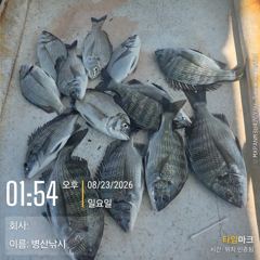 [고성] 병산 감성돔 농어 숭어 마리수 선외기&선상조황~~ 사진