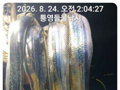14석 보성3호 오늘은 씨알좋은 대치들로 쿨러가득 했습니다~~`내일부터 계속 자리여유) 사진
