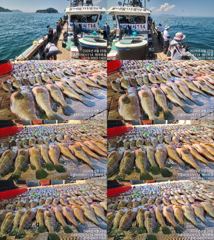 [고흥,녹동] 붉바리들..이정도는 잡아봐야지요 초대대박 붉바리조황입니다 202… 사진