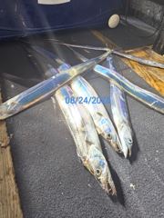 제주갈치는 제주답게~ 제주 구룡호(9DRAGON) 8월 25일 화요일 <<< 갈치 출조 >>> 사진