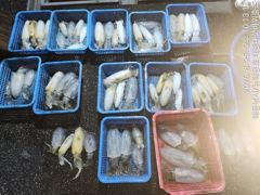 [부산] 해동낚시/뉴해동호 무늬팁런선상조황 사진