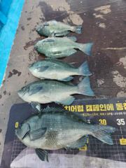 신풍호 오전 벵에34외조황 사진