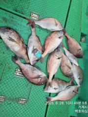[거제] 백호피싱 참돔 찌낚시 6짜5짜5짜5짜~진한손맛 사진