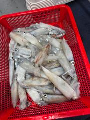 헤븐호 최근 한치 조항 사진