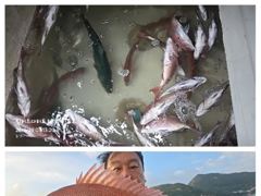 흘림참돔 5짜4짜이하 쏟아집니다~~ 사진
