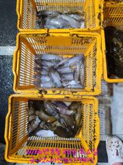 [마산] 마산무늬팁런>>내만 무늬팁런 퍽퍽 물어주네요. 사진