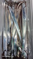 [마산] 구산면 썬피싱 ㅡ 내만갈치 조황 사진