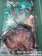 속초대포항 두령호 문어 조황입니다 사진