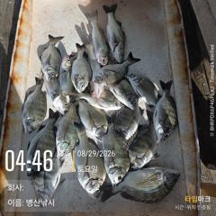 [고성] 병산 감성돔 마리수 농어 숭어 마리수 선외기흘림조황~~ 사진