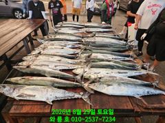 8월29일 대삼치 초대박 조황입니다 ^^(월,화,수 모집중) 사진