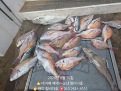 29일 참돔입니다. 사진