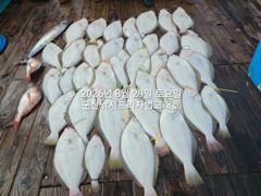 실시간 조황 - 29일,오늘도 굿굿 대광어 참 무쟈게 나오네요. 웬 광어가 이리도 나오는지~6분 대박조황~내일도 갑니다~ 군산 범고래호 사진