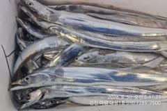 멋진 홈런 한방을 기대하며 오늘도 출조합니다.마량대성1호 010-7289-7500 사진