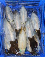 바람ㆍ너울통에도 계속되는 세 자릿수 무늬 사진