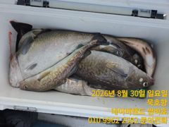 묵호항 대구조황입니다 사진