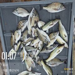 [고성] 병산 감성돔 마리수 선상배 흘림조황~~ 사진