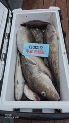 26.8.30일 대구라바 조황 입니다 사진
