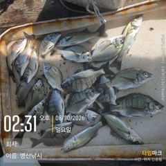 병산  감성돔 농어 마리수 선외기 흘림&내만갯바위 조황~~ 사진