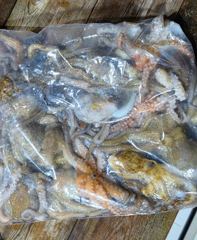 29일 조황>> 야간 돌문어~!(월화 운동장) 사진