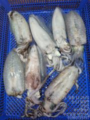 (일광 태인호) 29일 기장군 문어&무늬오징어 조황 사진