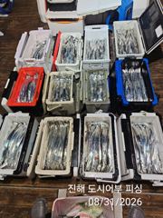 (南)남해조황 - 31일새벽 우~와 씨알큰 내만갈치 전원 텐빈 루어 타작~!! 오늘 예약가능 사진