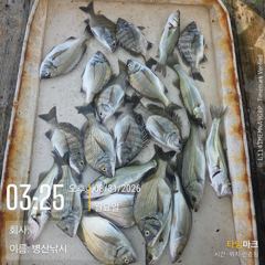 병산  감성돔 농어 마리수  선외기흘리및 내만갯바위조황~~ 사진