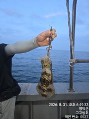 [영덕] 8월31일 팁런 조황 사진