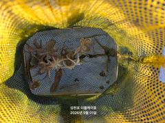 삼천포 주꾸미,갑오징어 조황! 사진