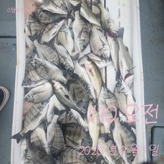 [고성] 1일 슨장 혼자 요만큼 잡았어요 사진