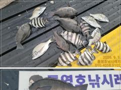 선외기 흘림에 감성돔,돌돔,벵에돔까지.... 사진