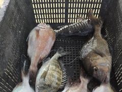 (풍화리)새풍화레저 백조기 마리수 조황 사진