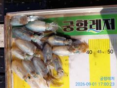 (南)남해조황 - [곤리 풍화 궁항] 궁항레저 조황입니다 사진