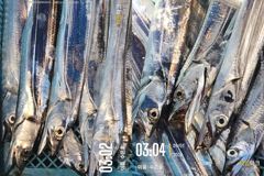 통영 수 은 호<<>>먼바다 갈치 조황입니다 오늘 2자리여유~자리 선택하세요 예약은 3361 4231 전화주세요~ 사진