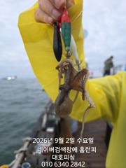 대호피싱호 쭈꾸미가 느나느나 잘 나오네요 사진