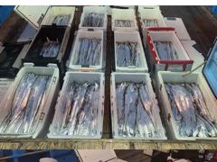 통영스카이호..."" 먼바다 대갈치 전원 쿨러 조황""...최고 20kg이상...다시 대갈치 나옵니다..오늘 3자리여유 예약가능합니다 사진