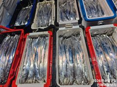 [진해] 우와~2일새벽,내만칼치 3지급 올해최고 역대급 전원퍼담고 초초대… 사진